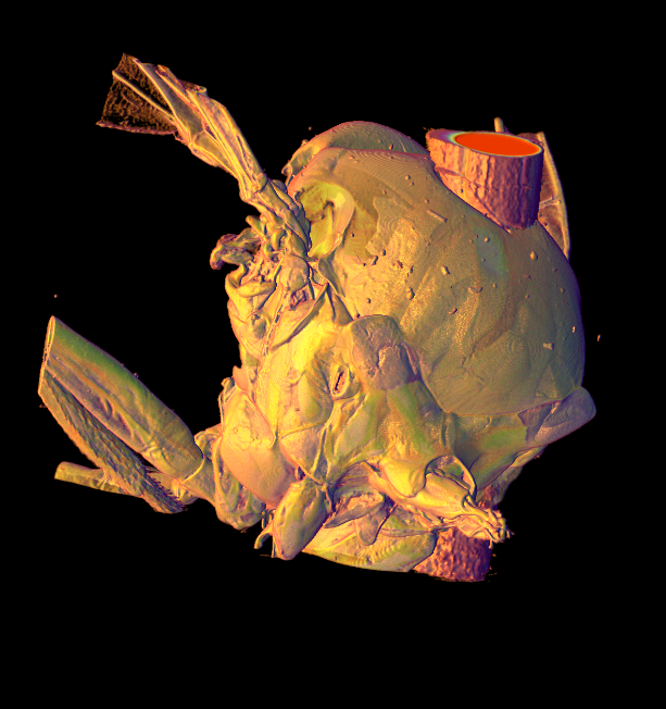 x ray of another specimen